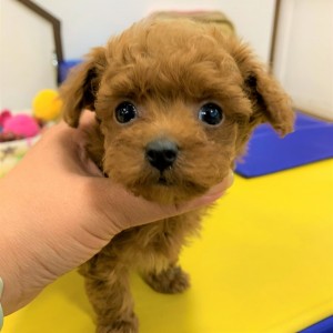 シナモン♀12.4　RD20-130 (6)